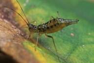 Attēlu rezultāti vaicājumam “Drepanosiphum platanoidis”