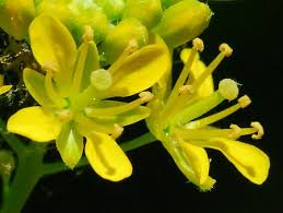 Attēlu rezultāti vaicājumam “Rorippa sylvestris leaf”