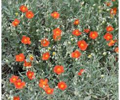 Attēlu rezultāti vaicājumam “Helianthemum nummularium leaf”