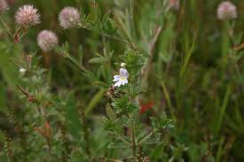 Image result for Euphrasia stricta