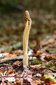 Attēlu rezultāti vaicājumam “Neottia nidus-avis bud”