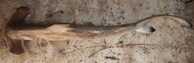 Image result for Sphyrna lewini