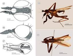 Attēlu rezultāti vaicājumam “Brachycera”