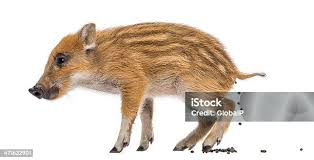 Attēlu rezultāti vaicājumam “Sus scrofa”