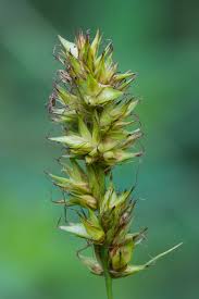 Attēlu rezultāti vaicājumam “Carex vulpina”