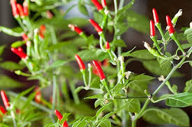 Afbeeldingsresultaat voor thai bird pepper hot pepper