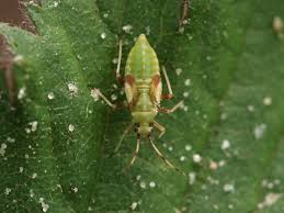 Attēlu rezultāti vaicājumam “Dryophilocoris flavoquadrimaculatus imago”