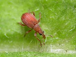 Attēlu rezultāti vaicājumam “Apion sp.”