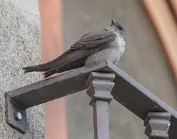 Image result for Ptyonoprogne rupestris