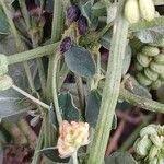 Attēlu rezultāti vaicājumam “Medicago lupulina fruit”