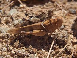 Attēlu rezultāti vaicājumam “Oedipoda caerulescens”