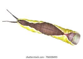 Attēlu rezultāti vaicājumam “Cerura vinula larva”