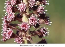 Attēlu rezultāti vaicājumam “Petasites hybridus”