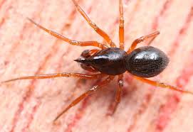 Attēlu rezultāti vaicājumam “Linyphiidae”