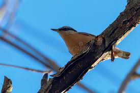 Attēlu rezultāti vaicājumam “Sitta europaea male”