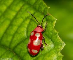 Attēlu rezultāti vaicājumam “Alticinae”