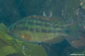 Image result for Symphodus melops