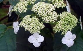 Attēlu rezultāti vaicājumam “Hydrangea arborescens subsp. discolor flower”