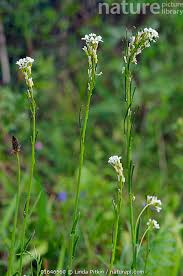 Attēlu rezultāti vaicājumam “Arabis hirsuta flower”