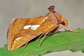 Attēlu rezultāti vaicājumam “Plusia festucae”