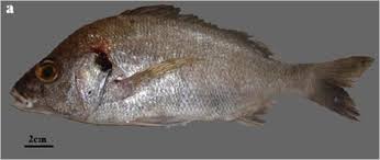 Image result for Pomadasys commersonnii