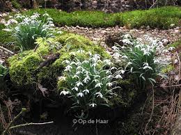 Attēlu rezultāti vaicājumam “Galanthus nivalis leaf”