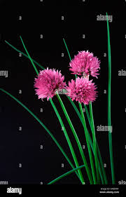 Attēlu rezultāti vaicājumam “Allium schoenoprasum fruit”