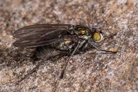 Attēlu rezultāti vaicājumam “Dolichopodidae”