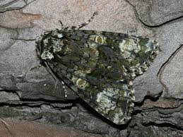 Attēlu rezultāti vaicājumam “Craniophora ligustri”