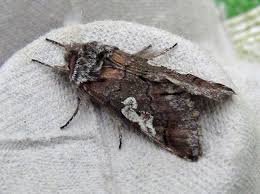 Attēlu rezultāti vaicājumam “Diloba caeruleocephala”