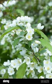 Attēlu rezultāti vaicājumam “Malus mandshurica”