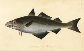 Image result for Pollachius pollachius