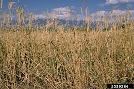 Image result for Secale cereale