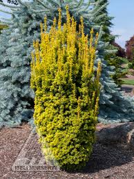 Attēlu rezultāti vaicājumam “Taxus baccata”