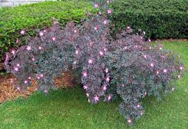 Attēlu rezultāti vaicājumam “Rosa glauca leaf”