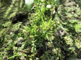 Attēlu rezultāti vaicājumam “Oxystegus tenuirostris”