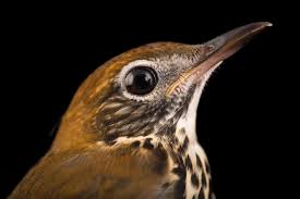 Image result for Hylocichla mustelina