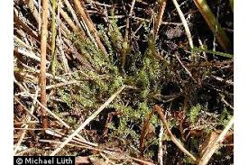 Attēlu rezultāti vaicājumam “Philonotis”