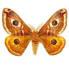 Attēlu rezultāti vaicājumam “Saturnia pavonia eggs”