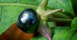 Image result for beladona