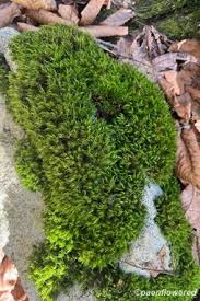 Attēlu rezultāti vaicājumam “Dicranum montanum”