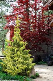 Attēlu rezultāti vaicājumam “Thuja plicata flower”