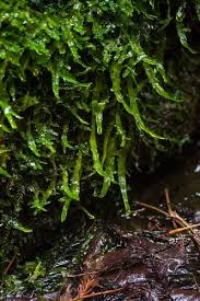 Attēlu rezultāti vaicājumam “Aneura pinguis”