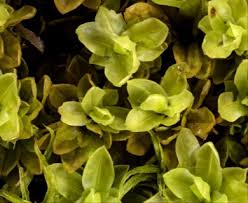 Attēlu rezultāti vaicājumam “Encalypta”