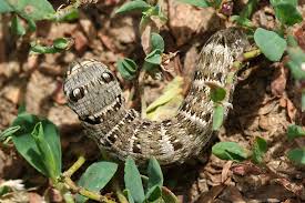 Attēlu rezultāti vaicājumam “Deilephila porcellus”