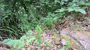 Attēlu rezultāti vaicājumam “Cardaminopsis arenosa fruit”