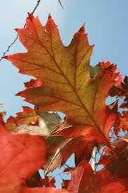 Attēlu rezultāti vaicājumam “Quercus rubra leaf”