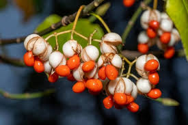 Attēlu rezultāti vaicājumam “Euonymus fruit”