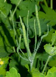Attēlu rezultāti vaicājumam “Chelidonium majus leaf”