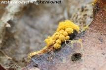 Attēlu rezultāti vaicājumam “Oligonema persimile macro”